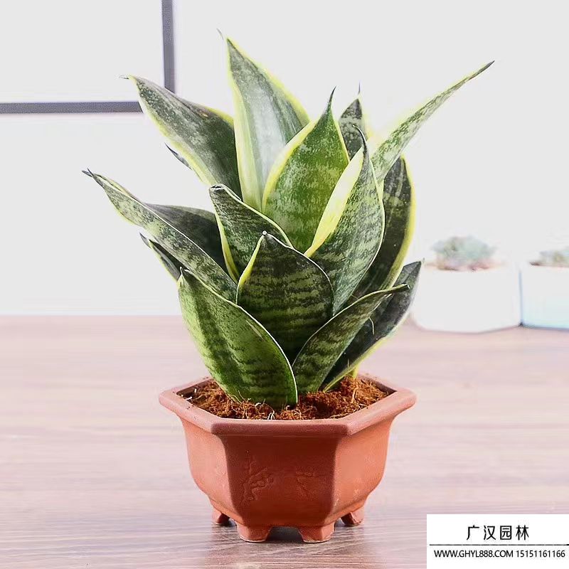 虎皮蘭