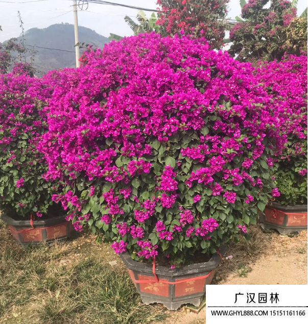 三角梅球