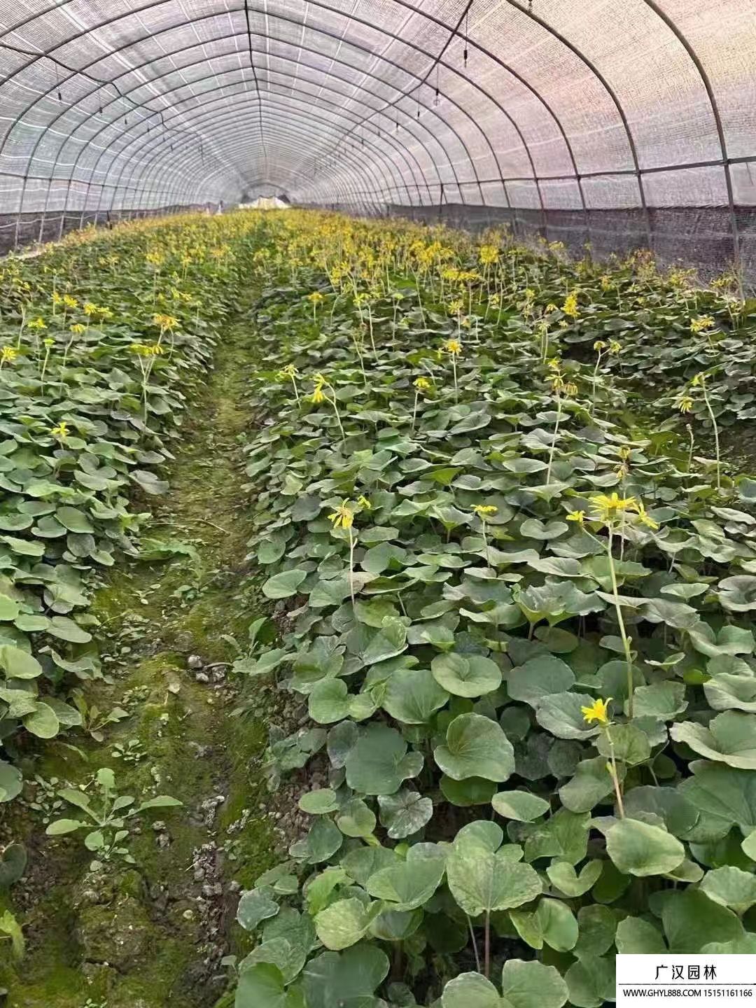 大吳風草