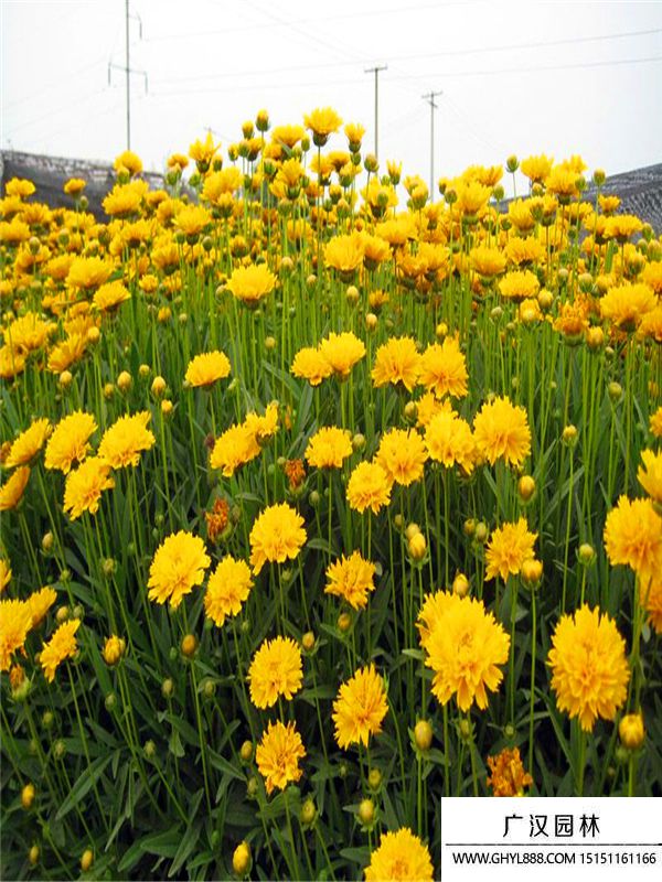 金雞菊