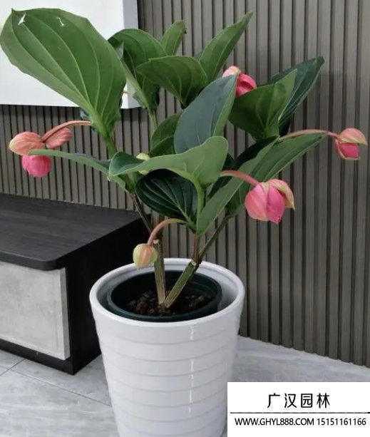 寶蓮燈花