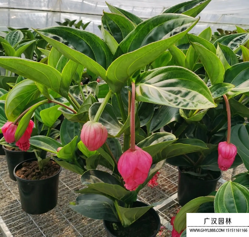 寶蓮燈花