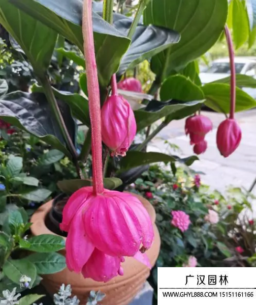 寶蓮燈花