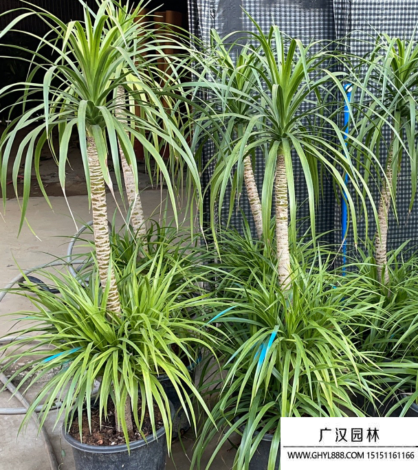 龍須樹