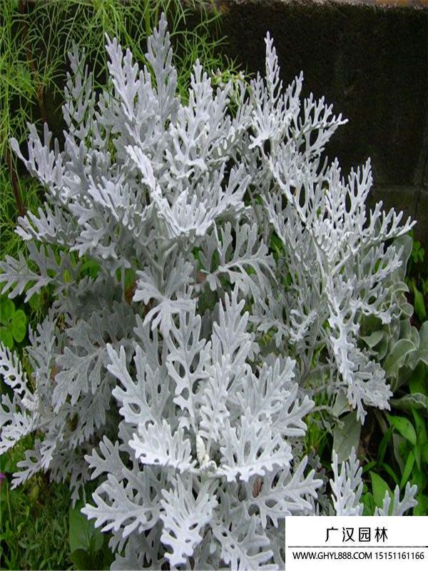 銀葉菊