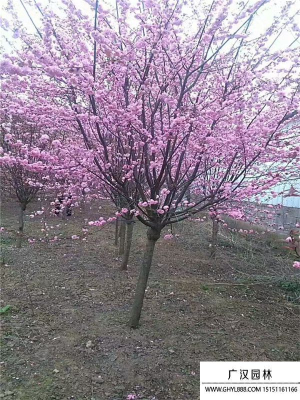 榆葉梅