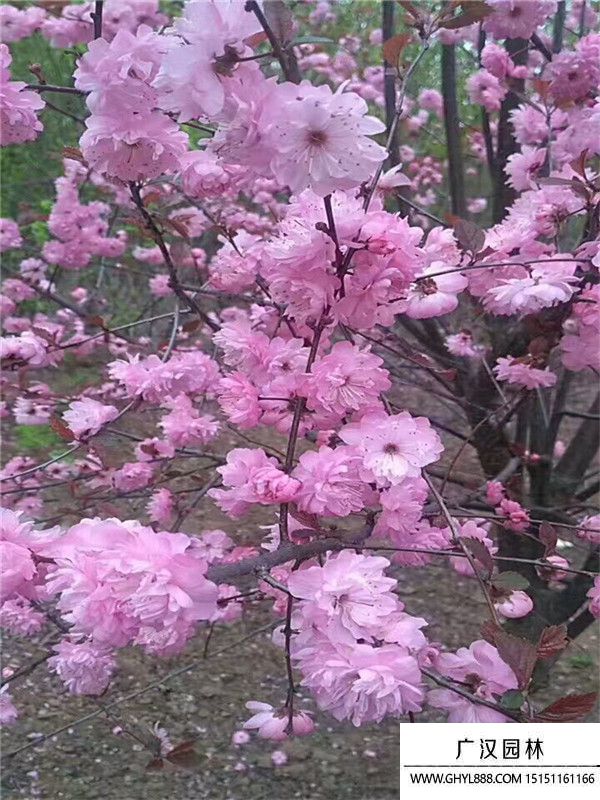 榆葉梅