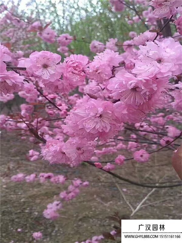 榆葉梅