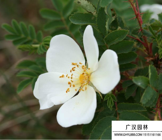 密刺薔薇