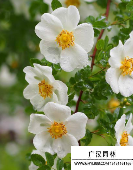密刺薔薇