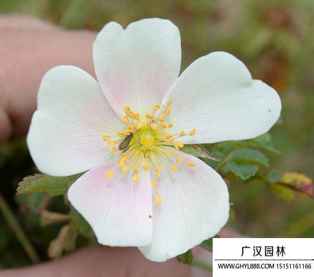 密刺薔薇