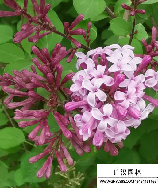 小葉丁香