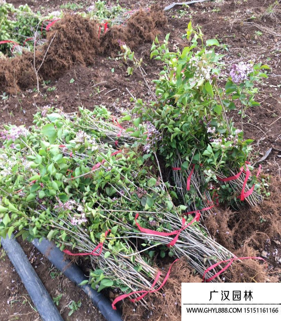 小葉丁香