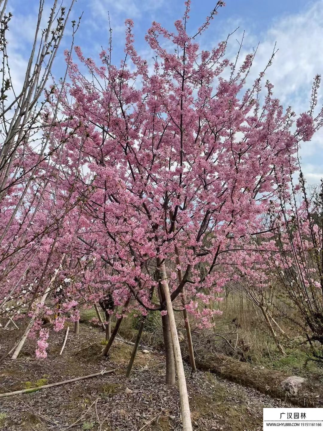 櫻花