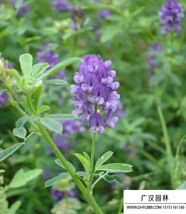 紫花苜蓿