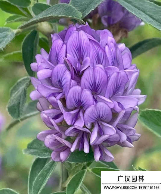 紫花苜蓿