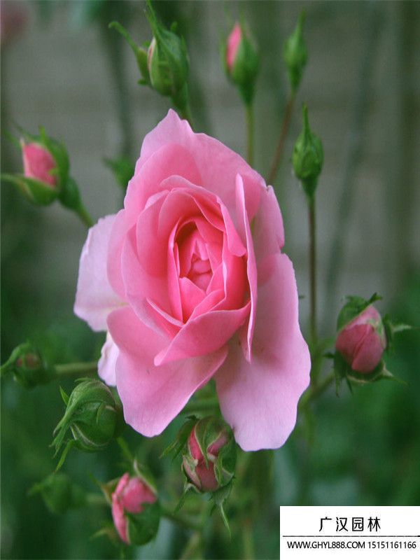 豐花月季