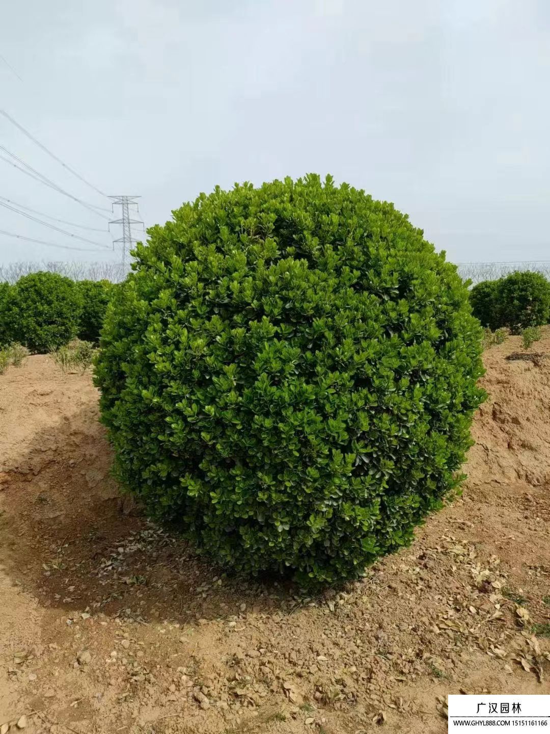 大葉黃楊球
