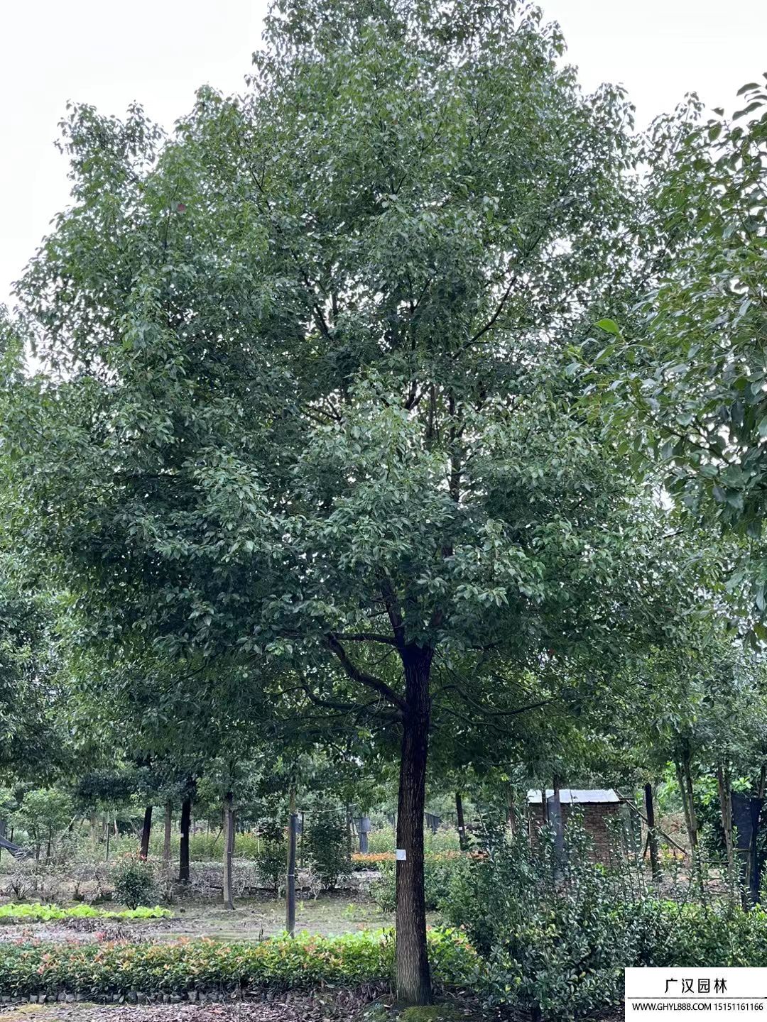 香樟樹