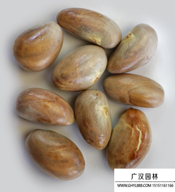 菠蘿蜜種子