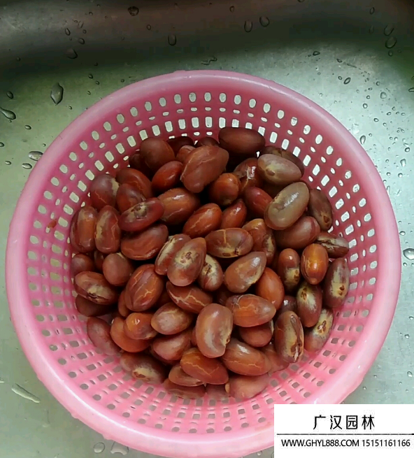 菠蘿蜜種子