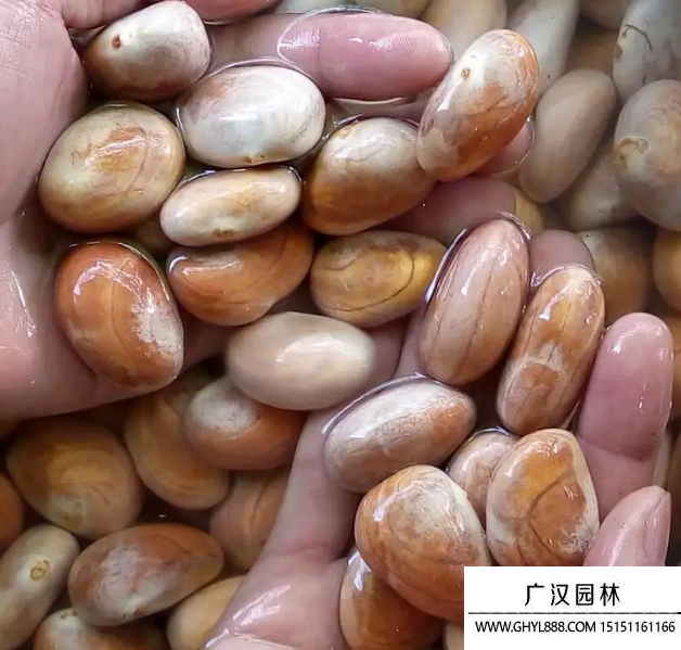 菠蘿蜜種子