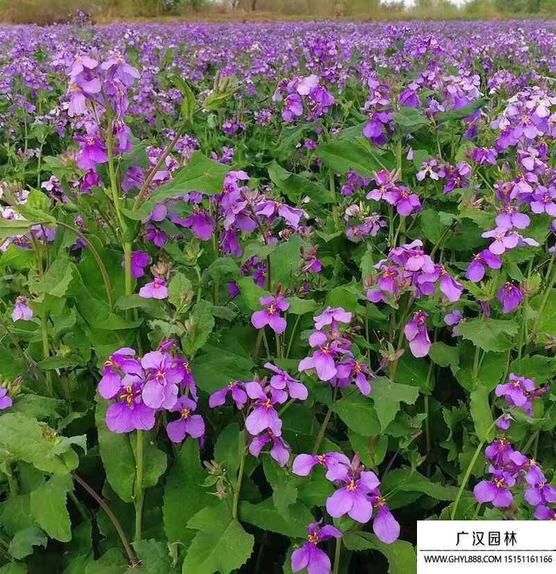 二月蘭 