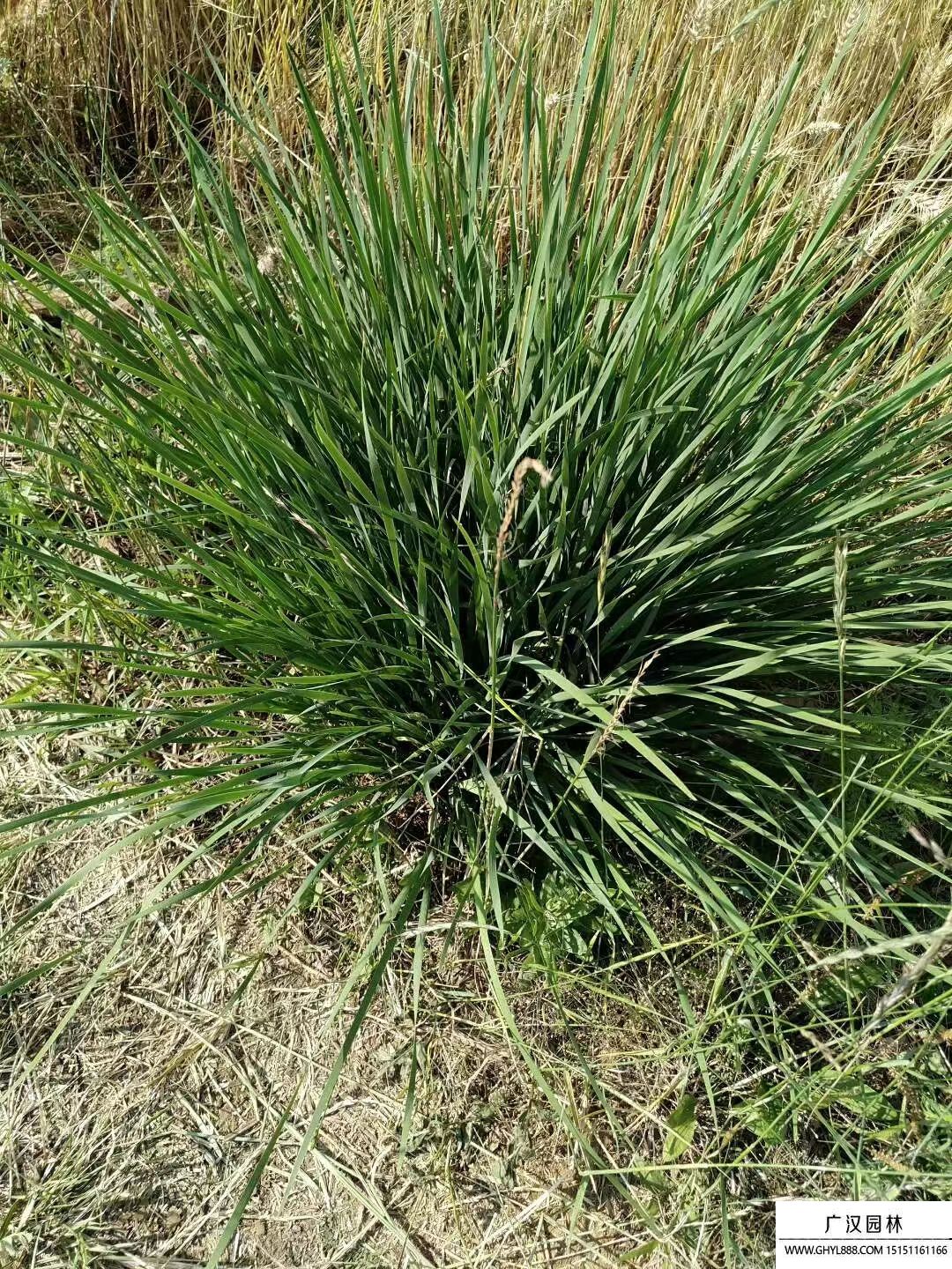 馬蘭花 