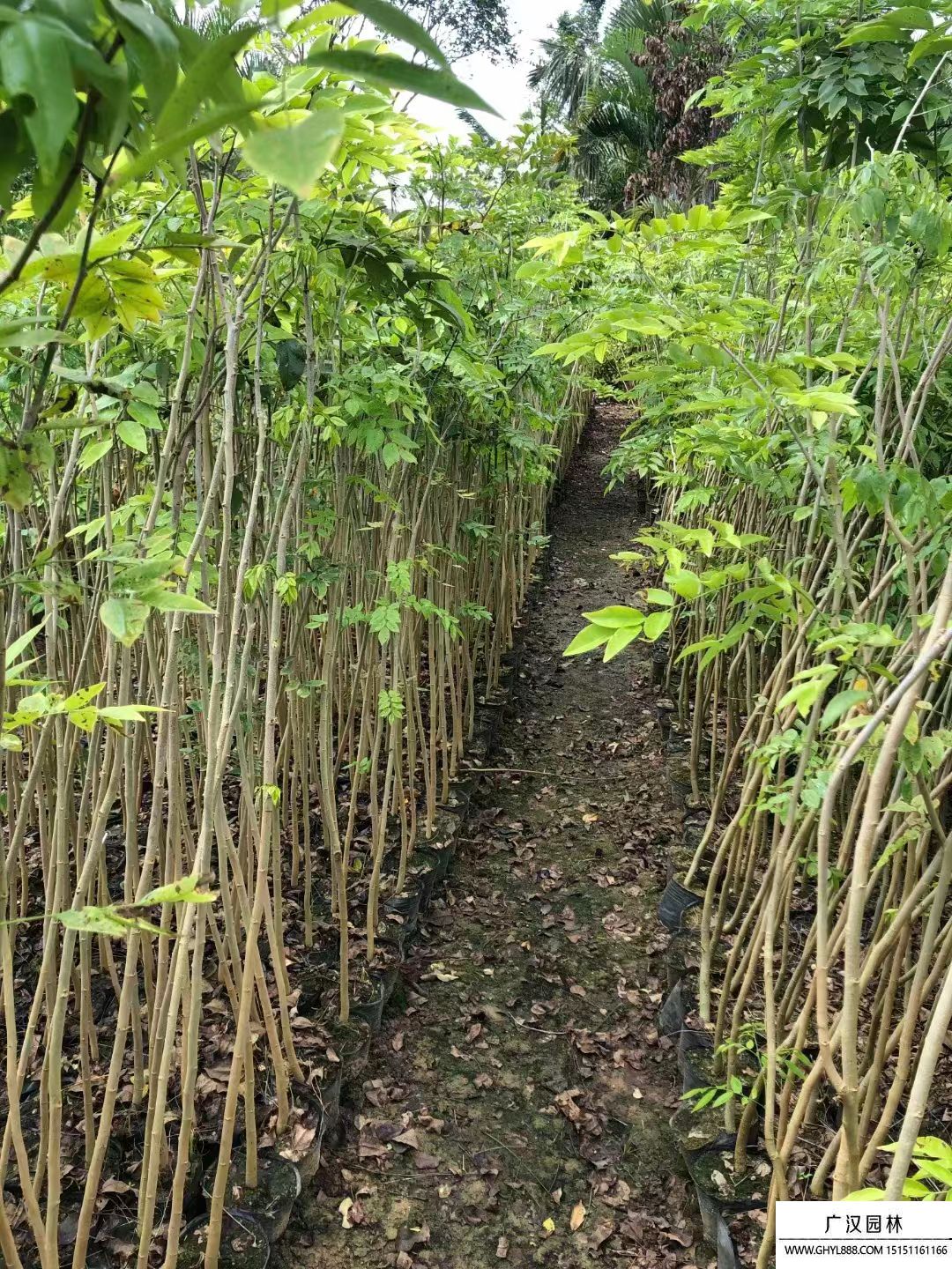 黃花梨