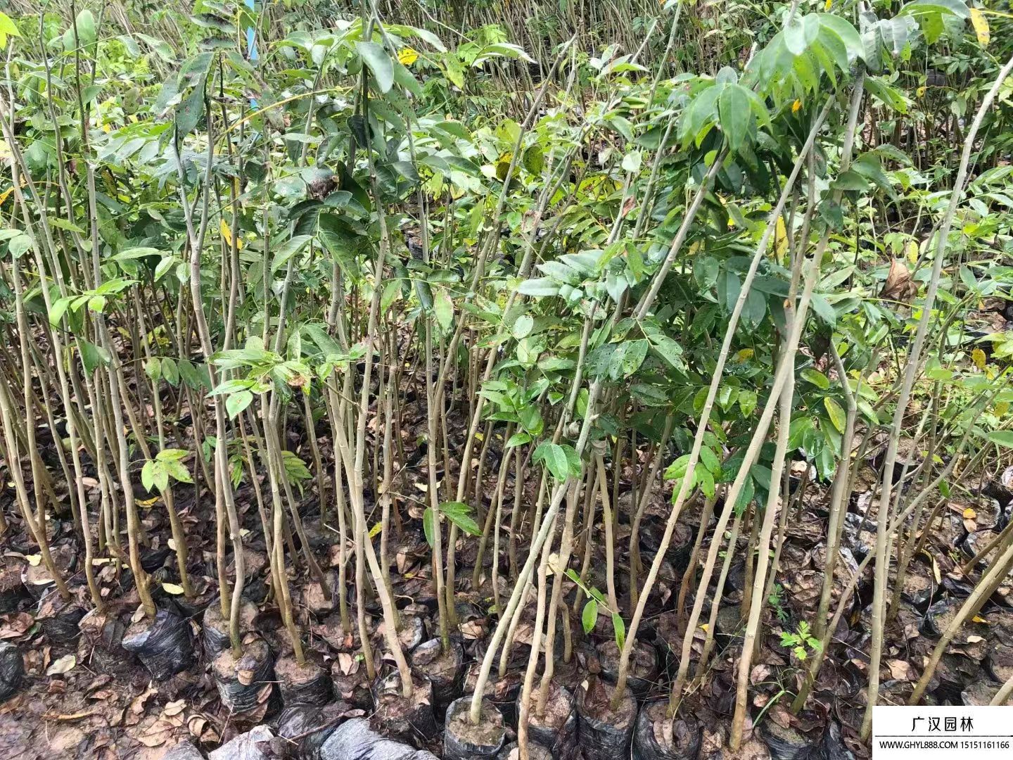 黃花梨