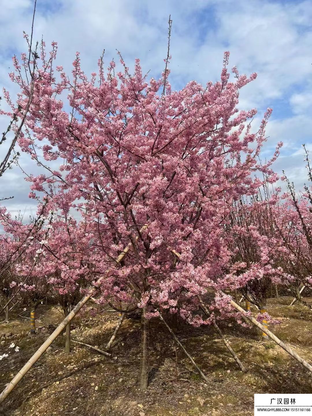 櫻花