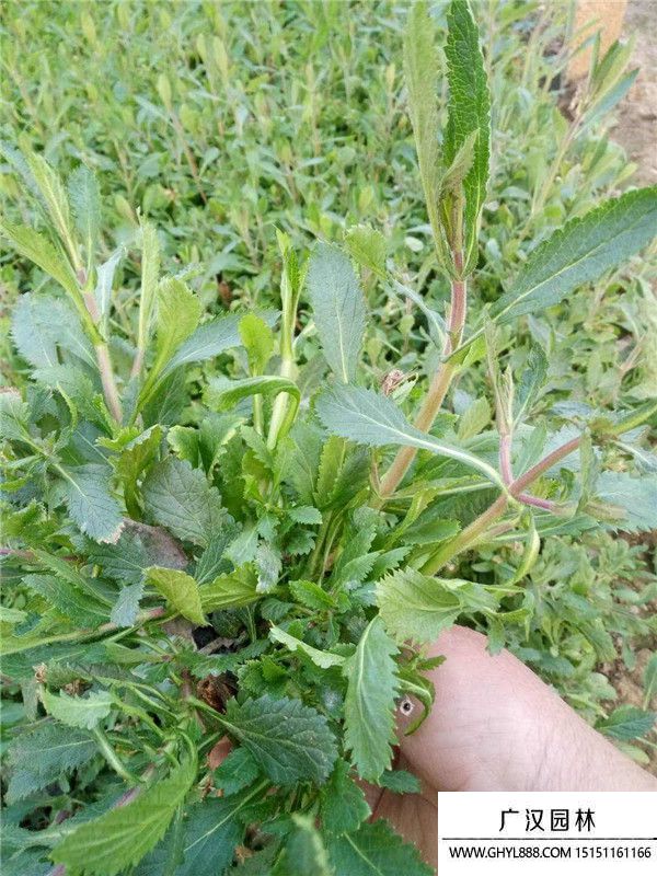 馬鞭草