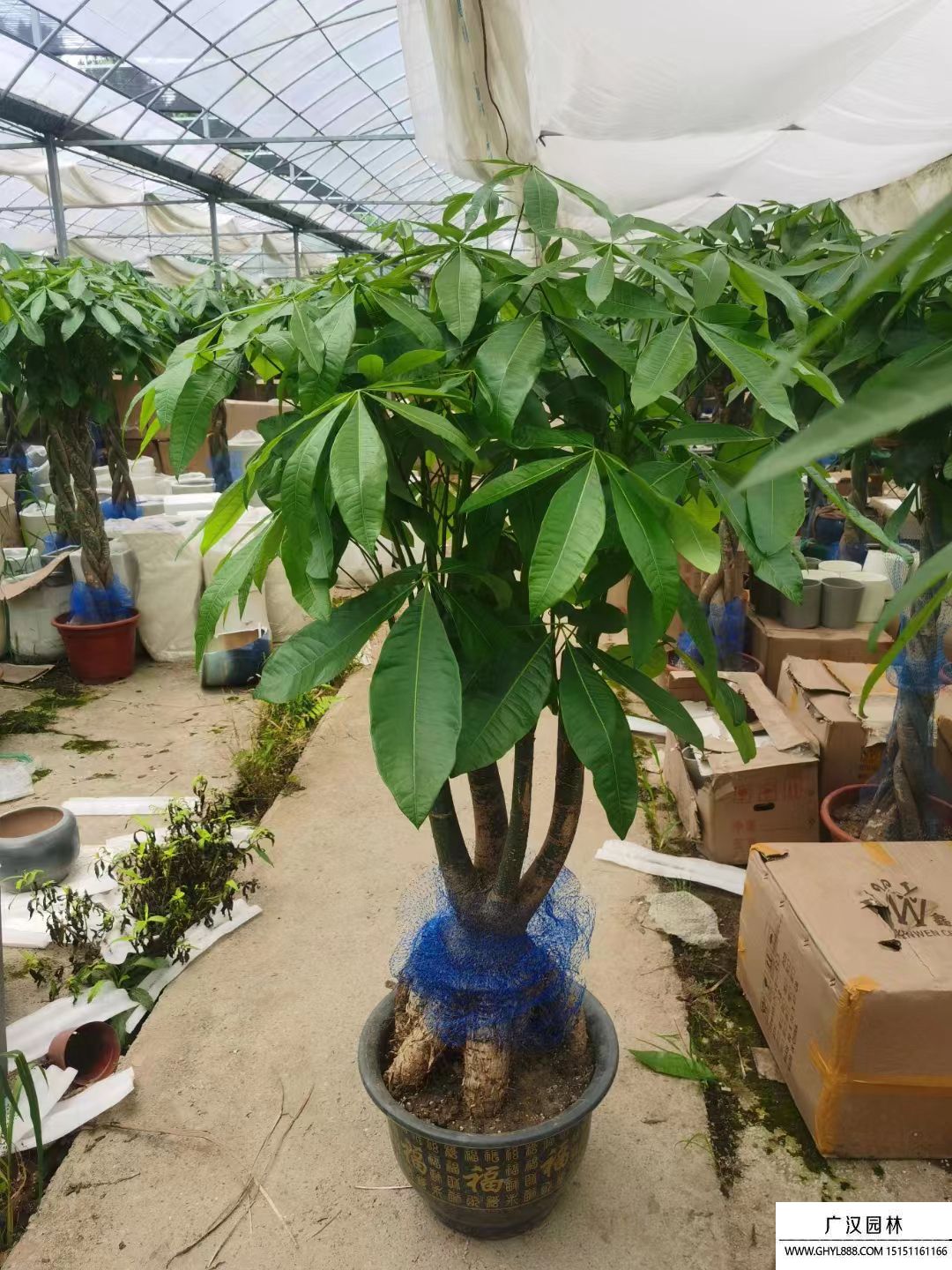 發財樹