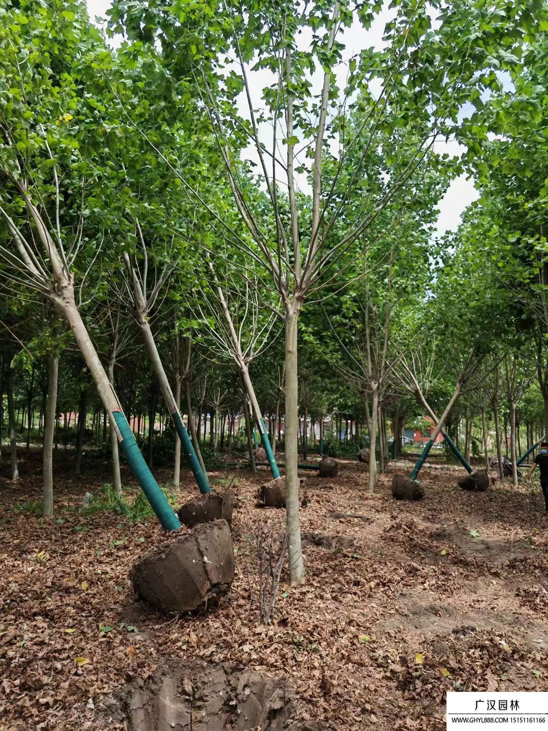 法國梧桐