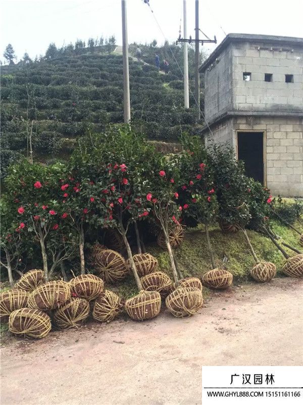 茶花樹