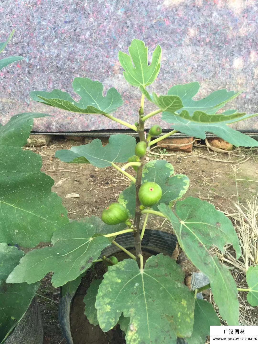 無花果 