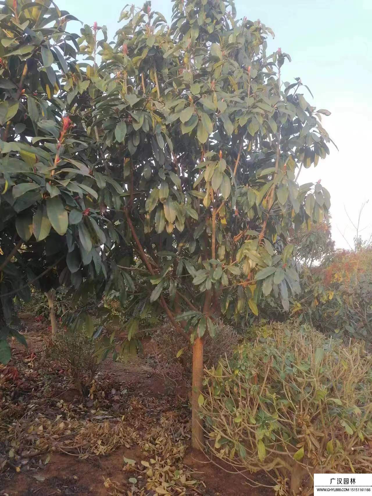 欏木石楠