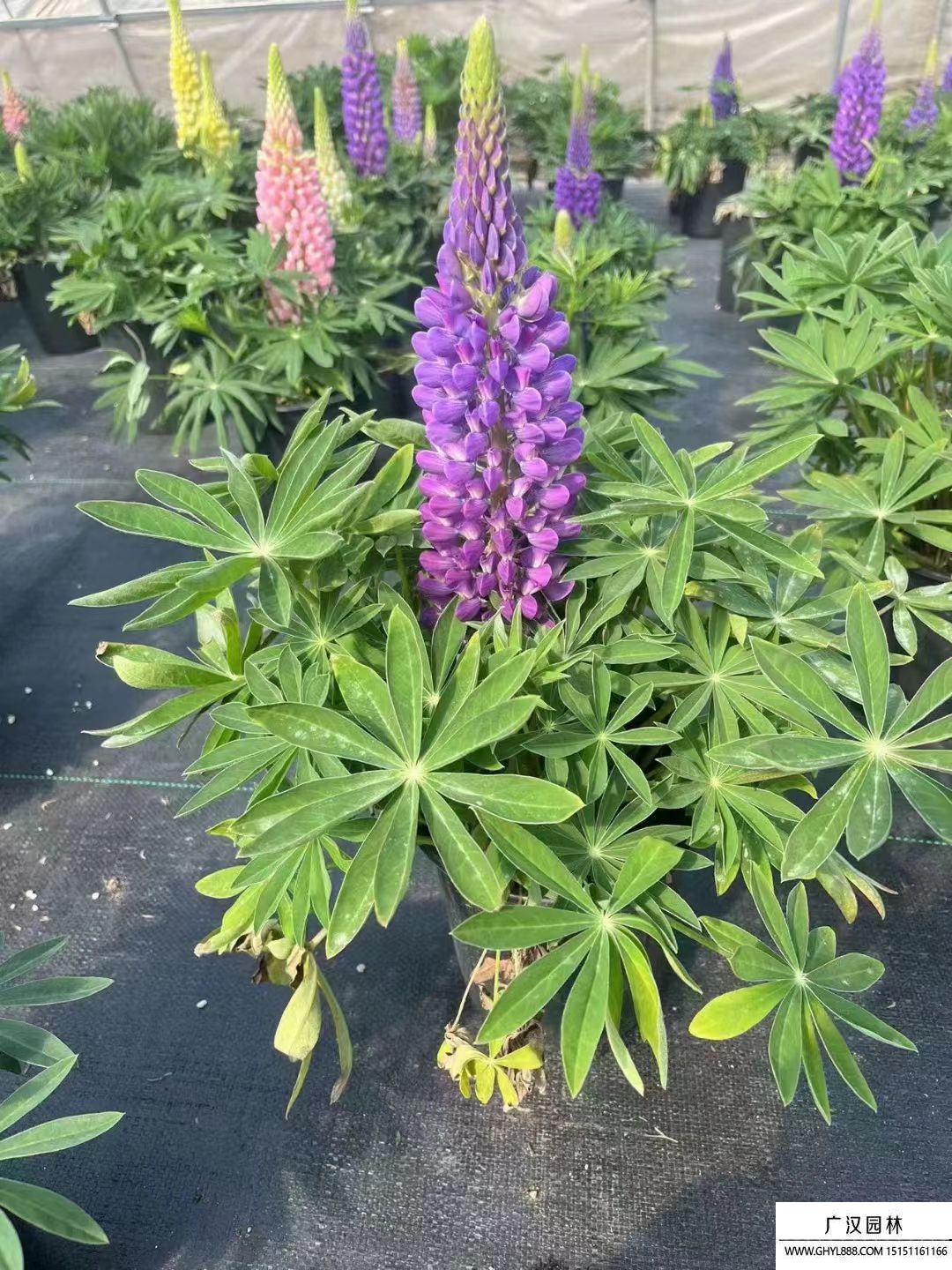 魯冰花 
