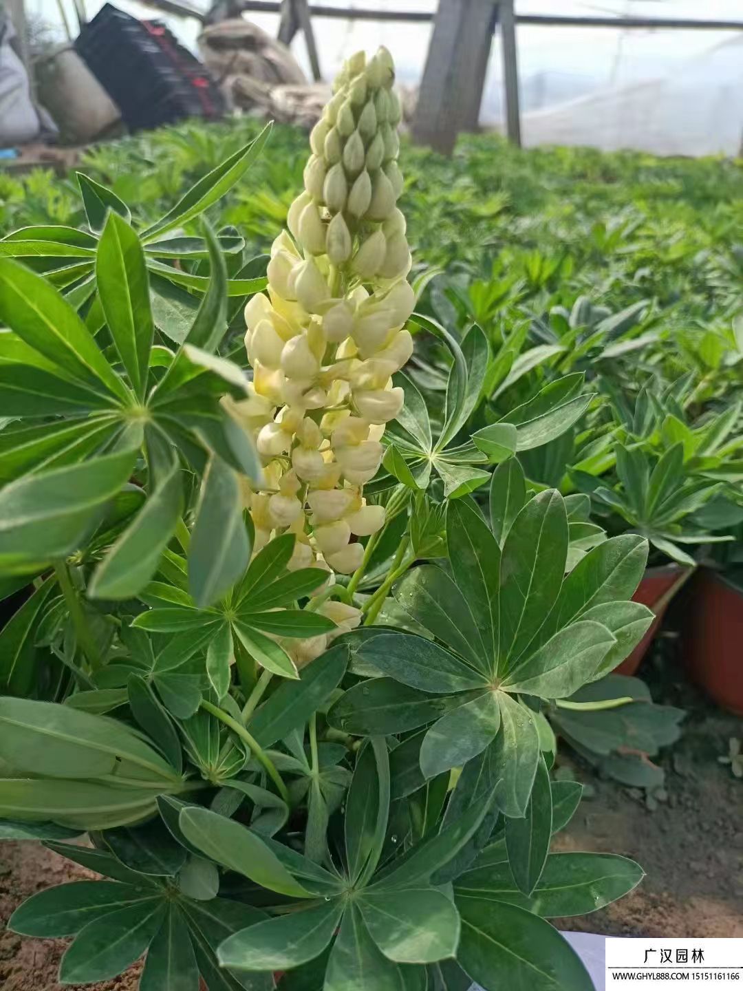 魯冰花 