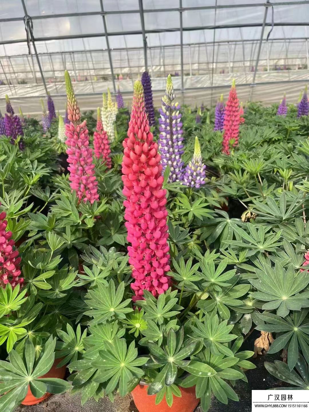 魯冰花