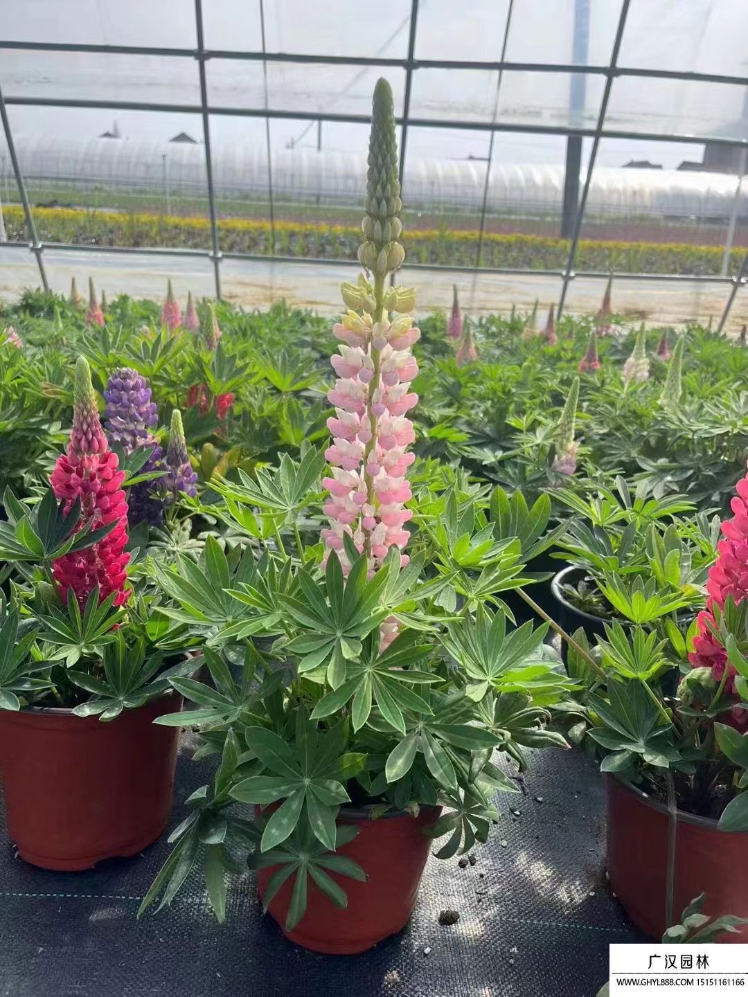 魯冰花 