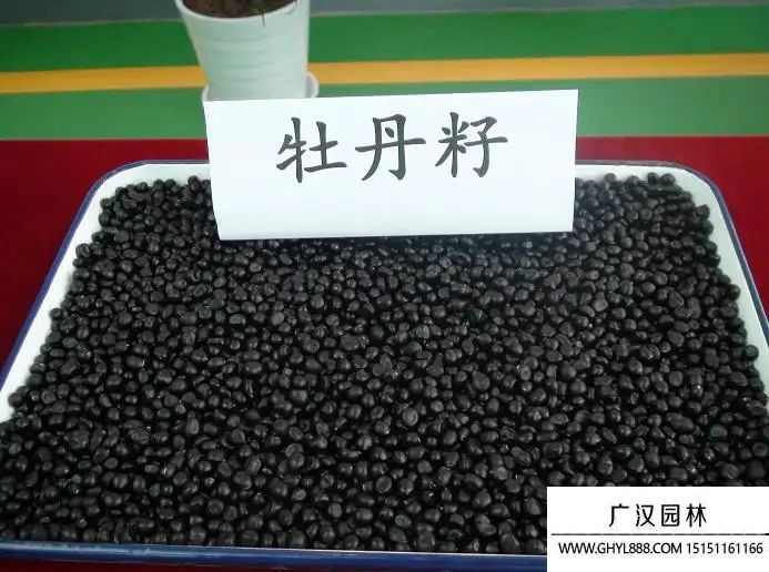 牡丹種子