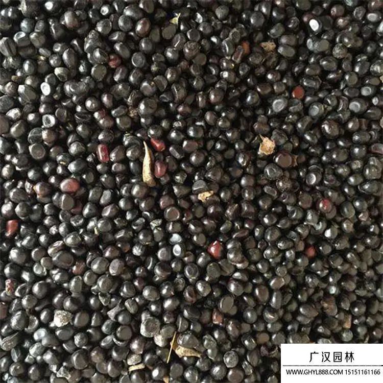 牡丹種子