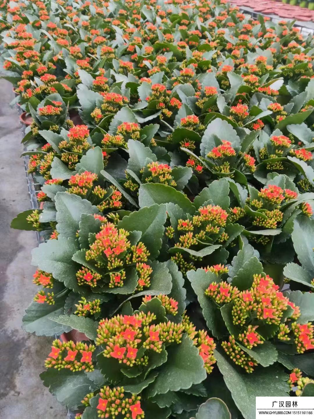 長壽花 