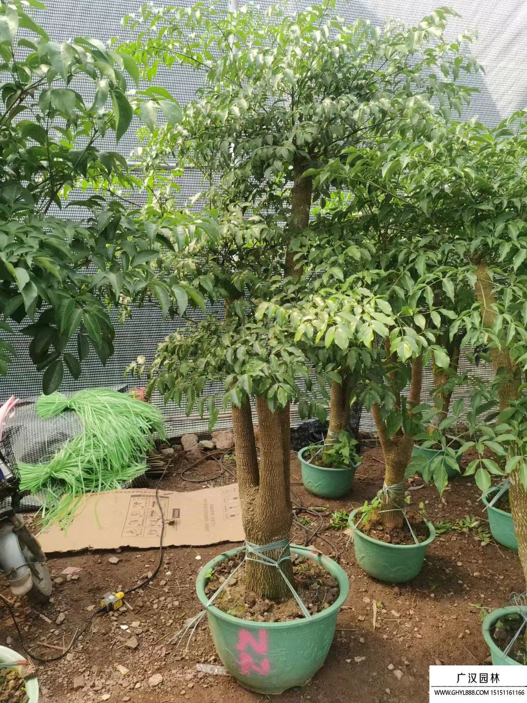 幸福樹