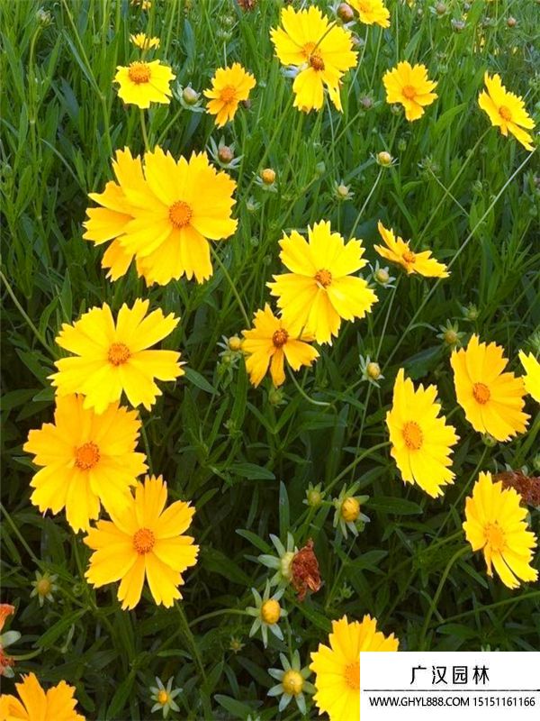 金雞菊