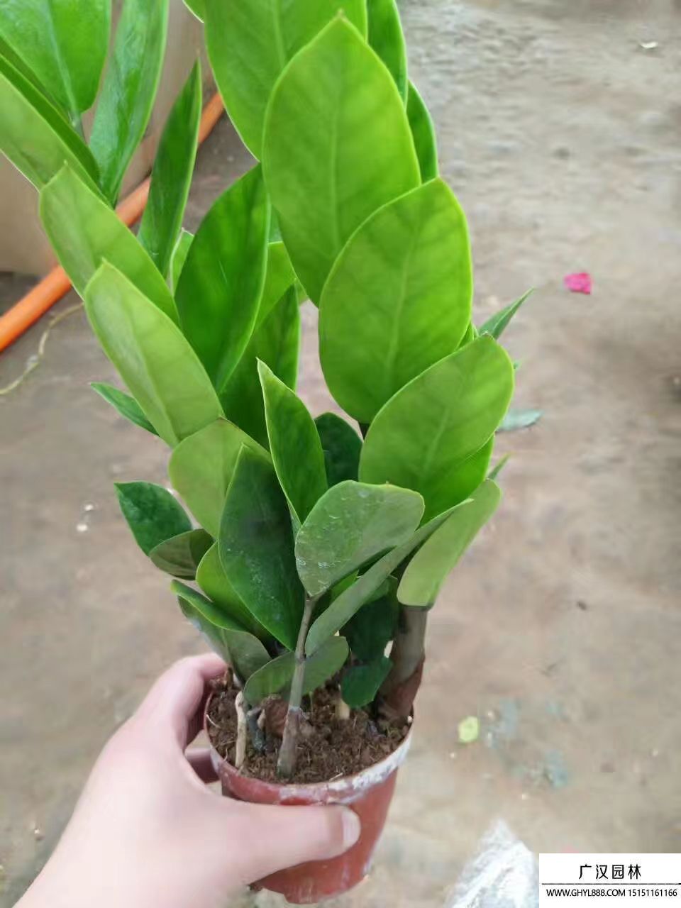 金錢樹