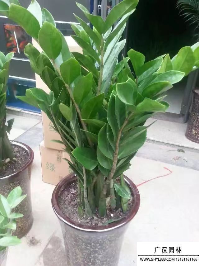 金錢樹