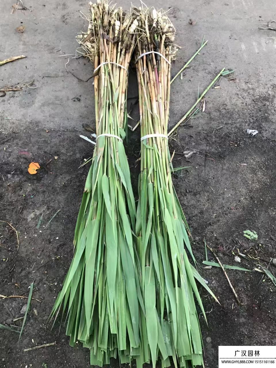 蘆葦苗