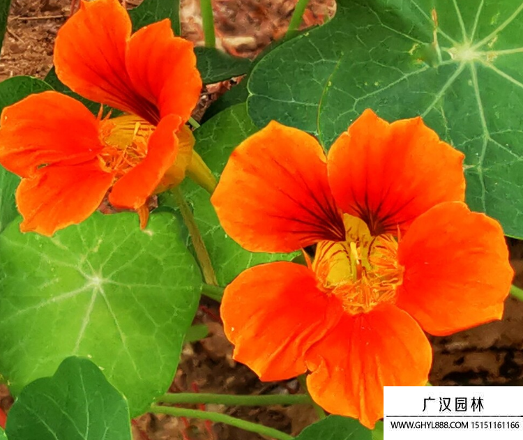 旱蓮花